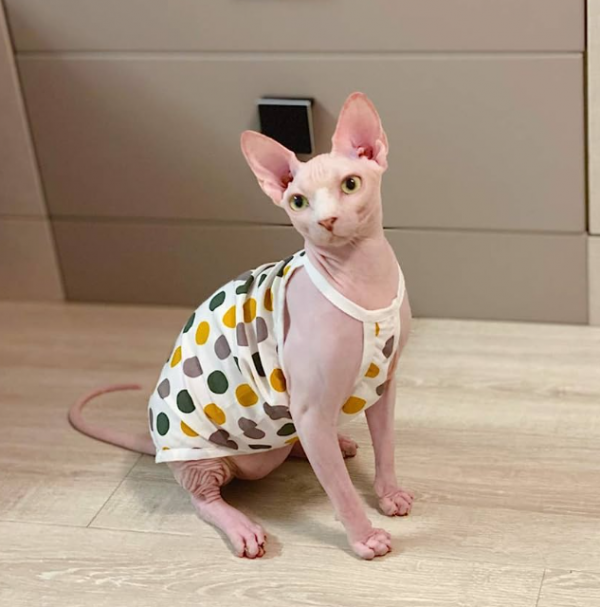 Baju kucing dengan motif polkadot
